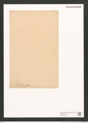 Diatomeae indet. (de-Toni-Nr.: Species 1845 ?) Zeichnungen Sammlung Grunow (NHMW-BOT-W0371359)